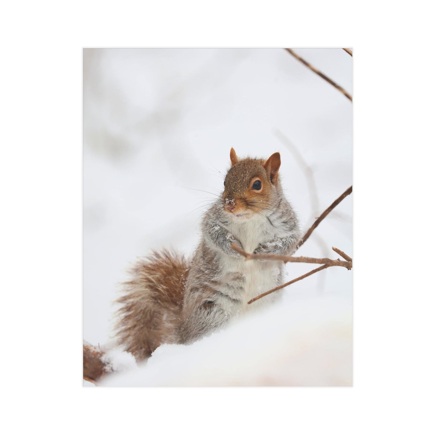 Grey Squirrel of Snow