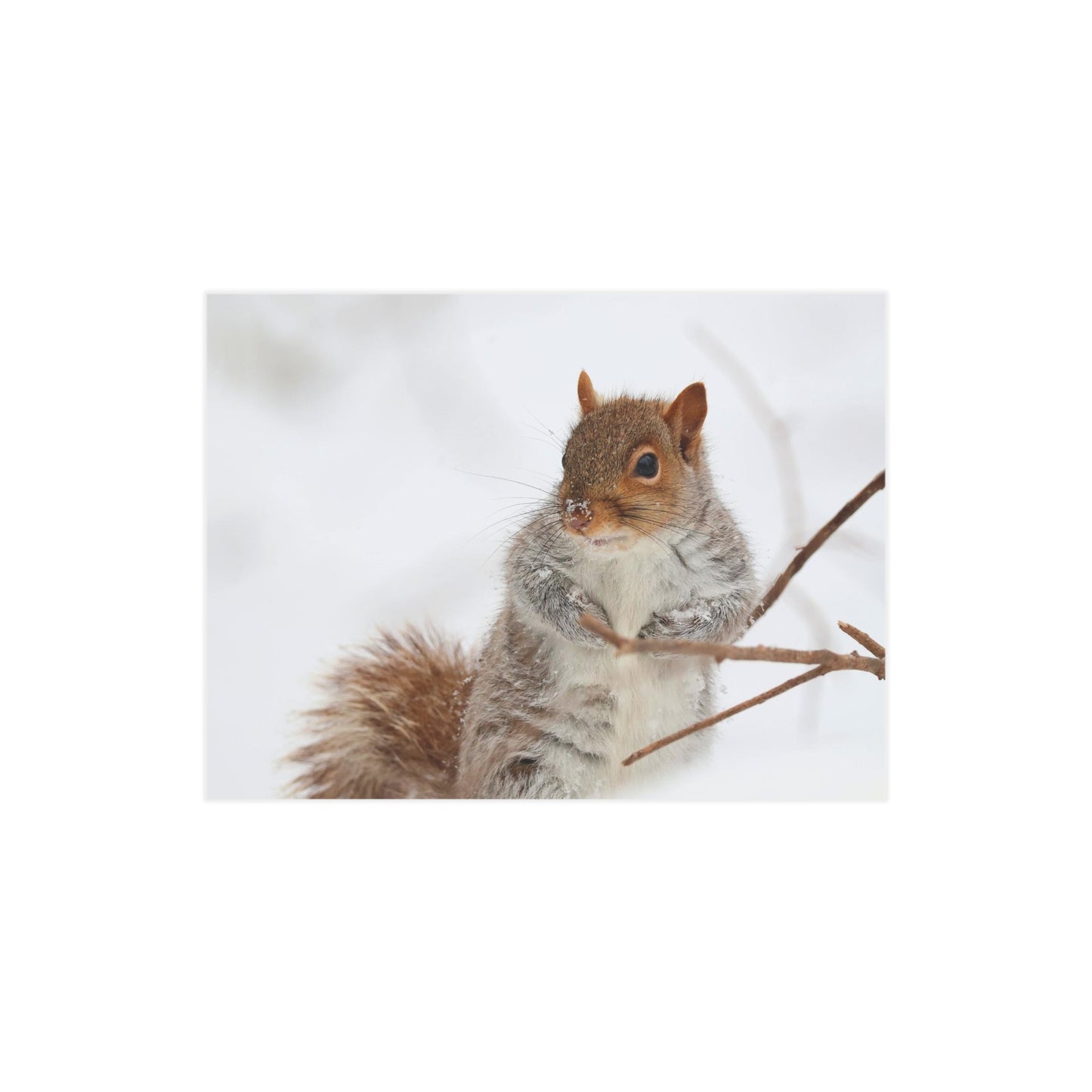 Grey Squirrel of Snow