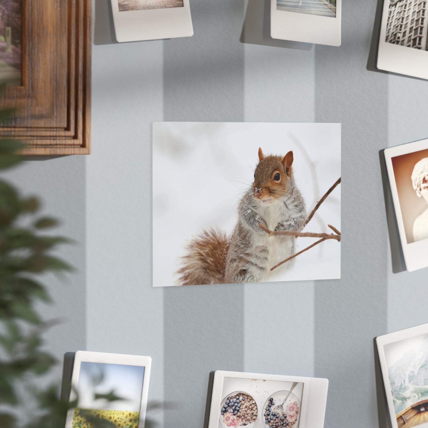 Grey Squirrel of Snow